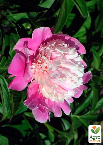 Пион травянистый "Cora Stubb" 1шт в упаковке