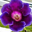 Глоксінія "Violacea" висота 20см