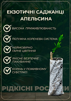Апельсин "Гамлин" 6