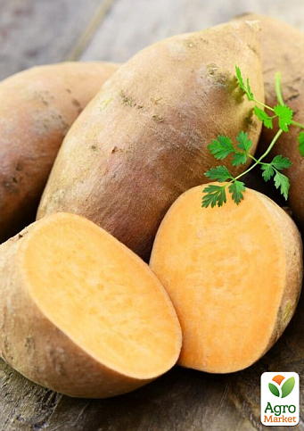 Батат "Ginseng Red" (сладкий картофель) маточный клубень