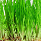 Мікрозелень "Пшениця" (у банці) ТМ "Твоя Зелена Весна" 30г