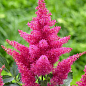 Астильба "Gloria Purpurea" 1шт
