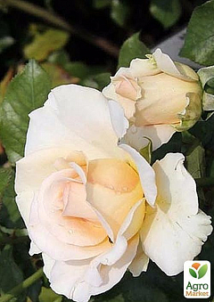Роза англійська "Edelweiss"2