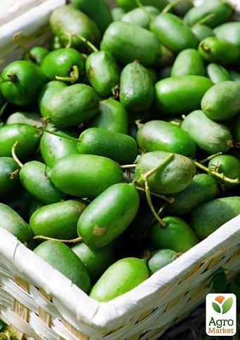 Актинидия "Оригинальная" (мини-киви, морозостойкий сорт, поздний срок созревания)  - фото 7