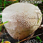 Сухой мицелий "Дождевик гигантский" ТМ "Алекс SEEDS" 10г