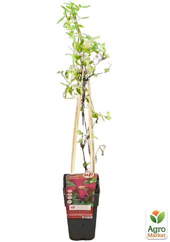 LMTD Клематис 2-х летний "Julia Correvon" (высота 40-60 см) - фото 5