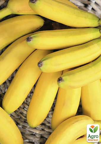 LMTD Банан Карликовий "Dwarf Cavendish" (висота 110-130см) - фото 3