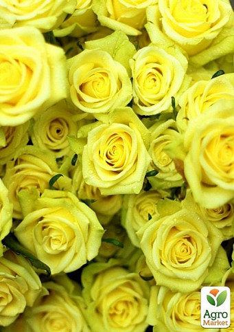 Эксклюзив! Роза мелкоцветковая (спрей) желто-зеленая "Санторини" (Santorini) (саженец класса АА+, премиальный непрерывно цветущий сорт) - фото 3