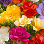 Фрезия махровая "Mix" 