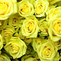 Эксклюзив! Роза мелкоцветковая (спрей) желто-зеленая "Санторини" (Santorini) (саженец класса АА+, премиальный непрерывно цветущий сорт) цена