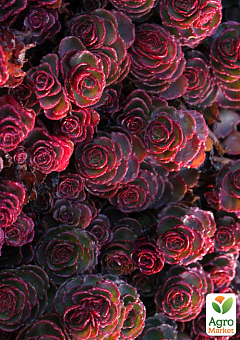 Очиток помилковий «Кров Драконів» (Sedum spurium «Dragons Blood»)26
