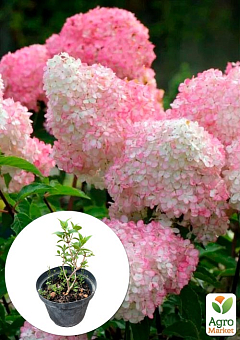 Гортензія волотиста 4-х річна "Vanilla Fraise", С52