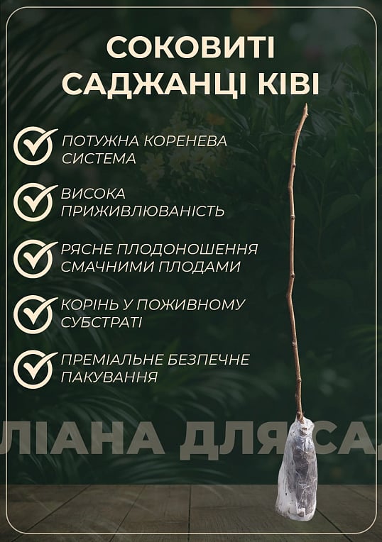 Эксклюзив! Киви самоопыляющийся коричневый с мякотью зеленого цвета "Блаженство" (Bliss) (премиальный, морозостойкий сорт)