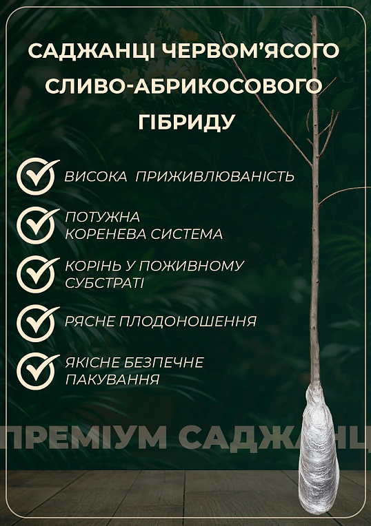 Гибрид сливы-абрикоса "Кинг-Конг" (средний срок созревания) - фото 4