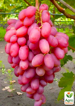 Ексклюзив! Виноград насичено-рожевий "Зірки в шоці" (преміальний сорт, морозостійкий кишмиш, дуже солодкий)2