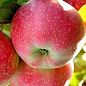 Яблуня "Санрайз" (літній сорт, ранній термін дозрівання) цена