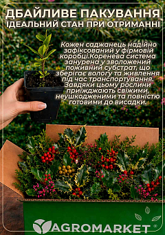 Падуб остролистный (Ilex aquifolium) вазон Р916