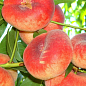 Инжирный персик "Пинк Ринг" (инжирный, летний сорт, средний срок созревания)