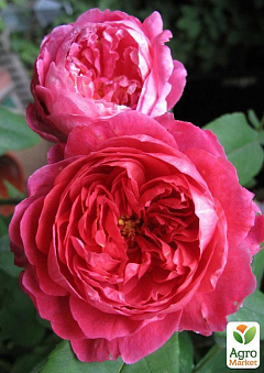 Роза англійська "Benjamin Britten®"1