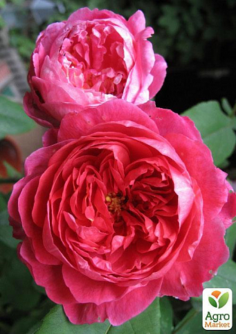 Роза английская "Benjamin Britten®"