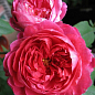 Роза англійська "Benjamin Britten®"