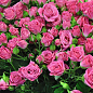 Троянда в контейнері дрібноквіткова "Лавлі Лідія" (саджанець класу АА+) цена