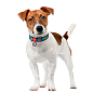 Нашийник для собак нейлоновий WAUDOG Nylon з QR паспортом, малюнок "Патрон", пластиковий фастекс, XL, Ш 25 мм, Довжина 37-58 см (283-4025) цена