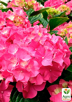 Гортензия цветущая крупнолистная "Розита" (Hydrangea macrophylla Rosita) вазон С1,54