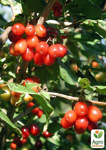 Гуми (серебристолистный) - фото 5