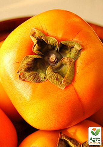 Хурма на виргинском морозостойком подвое "Королек" высший сорт!