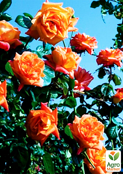 Ексклюзив! Троянда яскраво-помаранчева чайно-гібридна "Золотий світанок" (Golden dawn) (преміальний, довгоквітучий, ароматний сорт)2