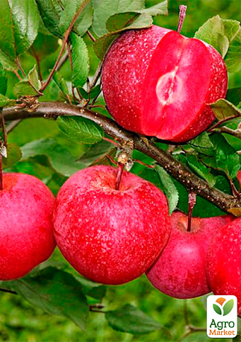 Ексклюзив! Яблуня Красном'ясна "Серце дракона" (Dragon Heart) (преміальний, ароматний, великоплідний сорт)