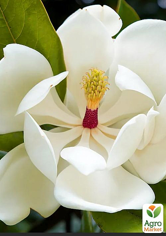 Магнолия Крупноцветковая (Magnolia Grandiflora)