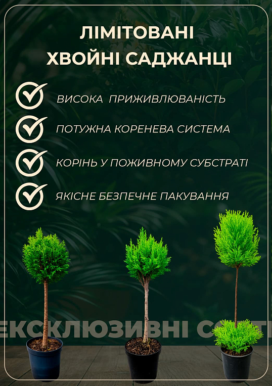 LMTD Сосна Веймутова "Strobus" (высота 30-50см) - фото 6
