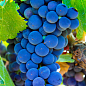 Ексклюзив! Виноград яскраво-синій "Лазурит" (преміальний винний сорт, улюбленець виноробів)