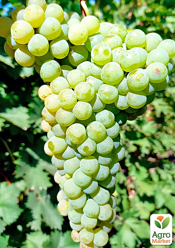 Виноград вегетирующий винный "Цитрон Магарача"  - фото 3