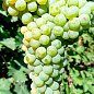 Виноград вегетирующий винный "Цитрон Магарача"  цена