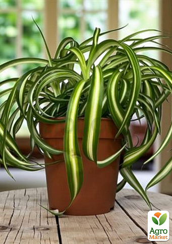 LMTD Хлорофитум комнатный "Bonnie" 30-40см - фото 6
