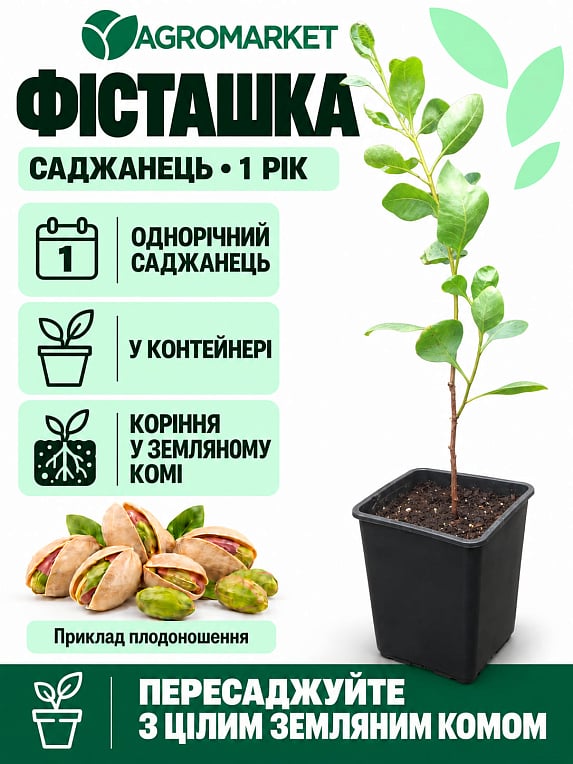 Фісташка "Киргизька" (морозостійкий корисний горіх, не схильний до хвороб)