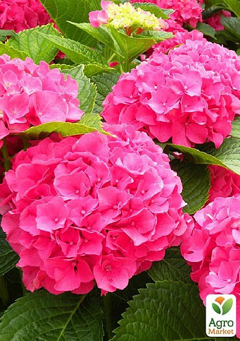 Гортензія крупнолиста рожева "Непереможна краса" (Unbeatable beauty)