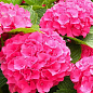 Гортензія крупнолиста рожева "Непереможна краса" (Unbeatable beauty)