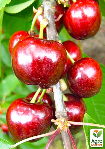 Черешня "Фермина (Fermina)" (летний сорт, среднепоздний срок созревания)