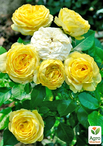 Роза пионовидная "Лимон Помпон" (саженец класса АА+) высший сорт - фото 3
