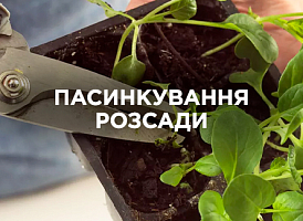 Пасинкування розсади: коли та навіщо | Agro-market