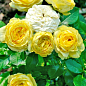 Роза пионовидная "Лимон Помпон" (саженец класса АА+) высший сорт цена