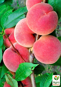Персик "Лісостеповий" (літній сорт, середнього терміну дозрівання)1