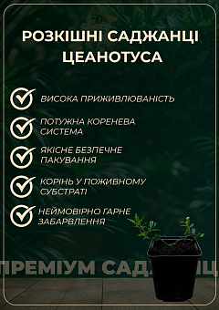 Цеанотус "Репенс" (Ceanothus thyrsiflorus "Repens") контейнер Р92