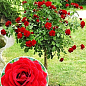 Троянда штамбова "Scarlet" (саджанець класу АА +) вищий сорт