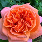 Эксклюзив! Роза ярко-оранжевая чайно-гибридная "Золотой рассвет" (Golden dawn) (премиальный, долгоцветущий, ароматный сорт)