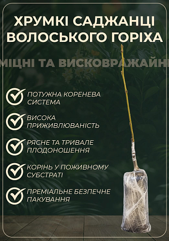  Волоський горіх щеплений «Kostyuzhenskiy» висота 50-80см (хворобостійкий, високоврожайний, морозостійкий) - фото 2